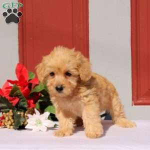 Nahum, Morkie-Poo Puppy